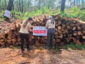 Clausuran 4 aserraderos clandestinos y decomisan más de 135 metros cúbicos de madera en 26 estados; hay 10 detenidos