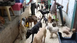 La Roca acusa a alcalde de priorizar el terreno sobre el bienestar animal
