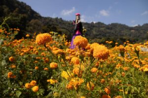 La flor de cempasúchil: el resplandor del sol en los caminos de la muerte