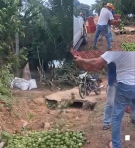 El campo mexicano agoniza; productores de cítricos y trigo tiran la cosecha tras los bajos precios