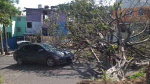 Árbol de gran tamaño cae sobre vivienda en la colonia Cándido Aguilar de Veracruz