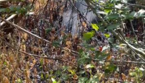 Derrame de combustible en Cotaxtla pone en riesgo a más de mil familias