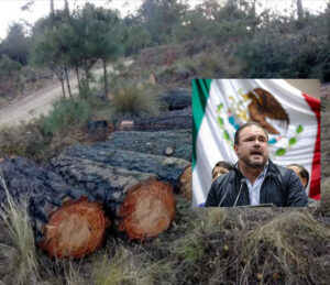 Controversia por deforestación en el Cofre de Perote