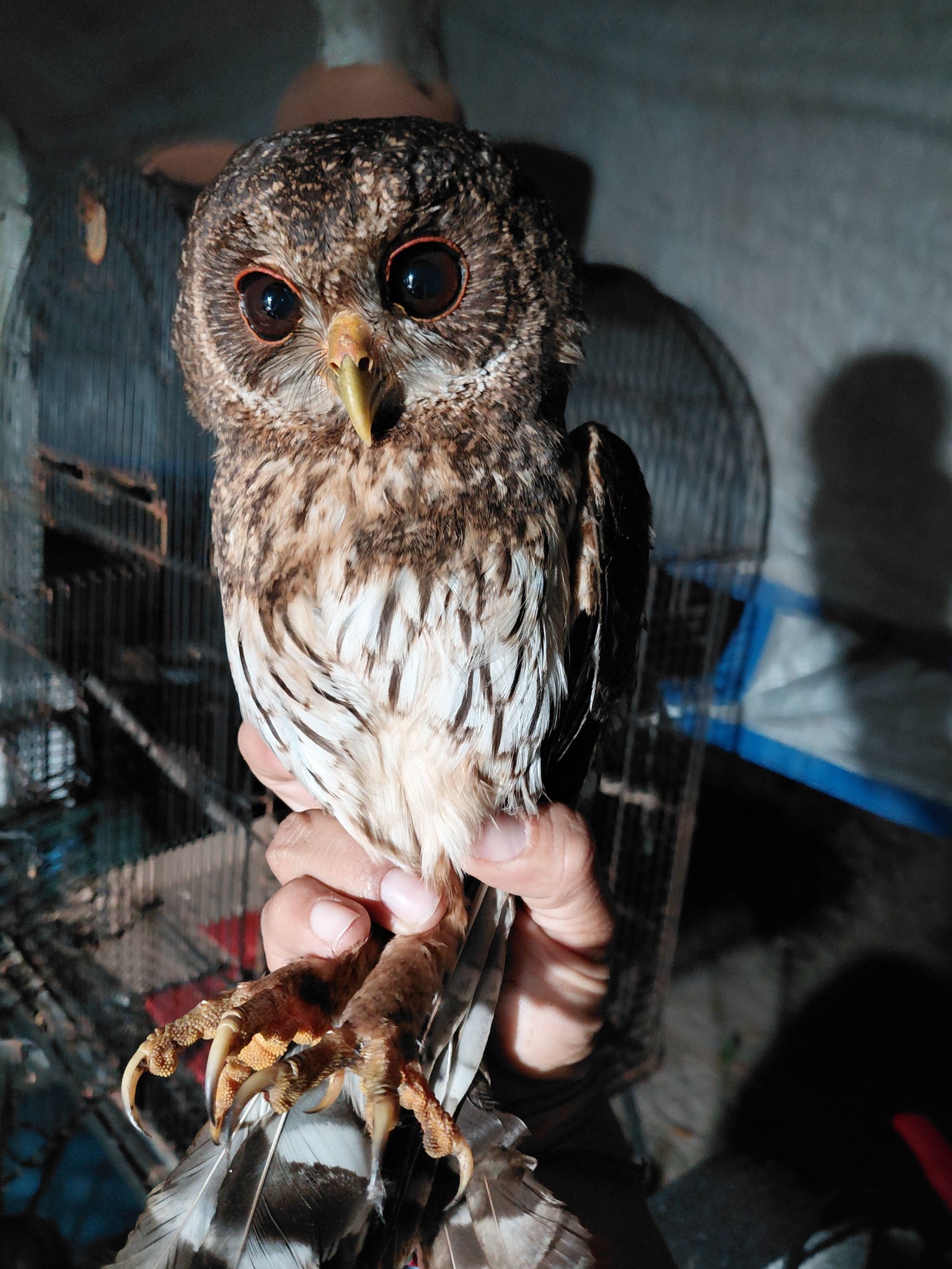 Rescate de aves rapaces nocturnas en Alvarado, Veracruz
