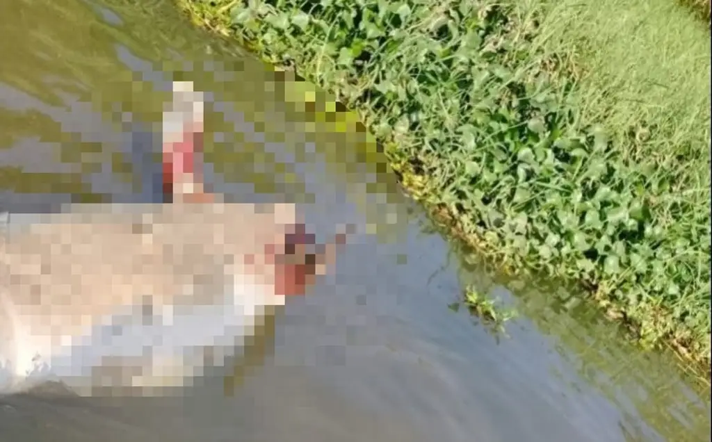 Recuperación de manatí sin vida en río Coatzacoalcos, Veracruz