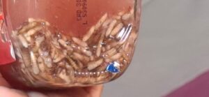 En Tlanelhuayocan continúa la alerta por gusano barrenador