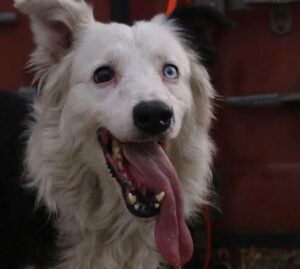 Tsunami el perro rescatista salva vidas en Venezuela