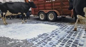 Productores lecheros bloquean Enríquez y tiran leche en protesta por suspensión de recepción