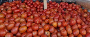 Acuerdo busca contener precio del jitomate