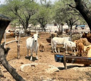 Cierran frontera al ganado de EU por gusano barrenador