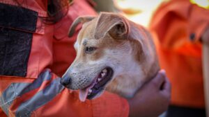 Apoyo veterinario a animales afectados en Venezuela