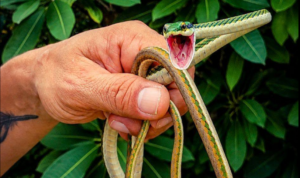 Serpiente perico aparece dentro de una vivienda