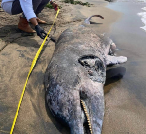 Delfín aparece sin vida en playa de Coatzacoalcos