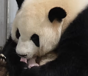 Celebran nacimiento de panda gigante en China