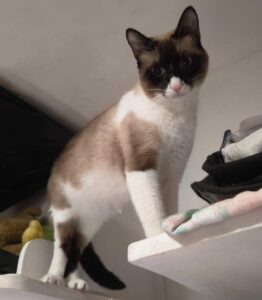 8 de agosto: Día Internacional del Gato