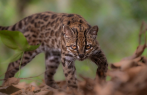 Tras más de 100 años, descubren nueva especie de felino