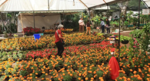 Más de 60 expositores participarán en festival de Día de Muertos