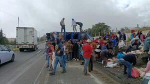 Volcadura de tráiler provoca rapiña de lechones en autopista Orizaba-Puebla