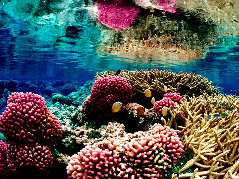 El aumento de las temperaturas en el océano provocó la muerte de un tercio de los arrecifes de coral en la isla de Guam, en el Pacífico, lo que representa un 34 por ciento del total de esa zona.