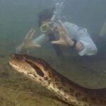 Cazadores asesinan a la anaconda más larga del mundo en Brasil