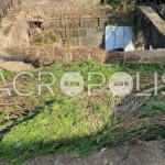 Cientos de pinos naturales terminan en la basura tras bajas ventas en Coatzacoalcos