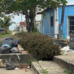 Ciudadanos de Coatzacoalcos ignoran campaña de reciclaje de pinos de Navidad