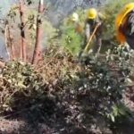 Implementan Plan DN-III-E para combatir incendio forestal en Ejido Villa Perote