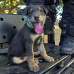 Policías de la SSPyTM adoptan a cachorro en situación de abandono