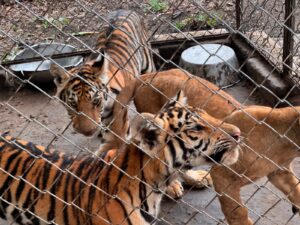PROFEPA rescata 75 animales del maltrato en Tihuatlán, Veracruz