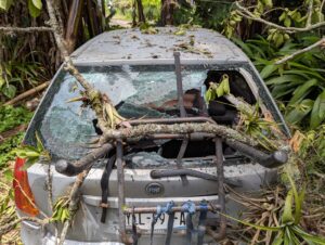 Cae árbol sobre vivienda en Coatepec