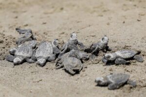 Liberan 94 crías de tortuga Lora en playa de Boca del Río