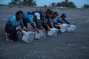 Liberan 178 crías de tortuga verde en playas de Nautla