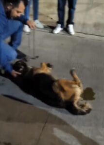 Denuncian a conductor  que arrastraba a perrito en Xalapa