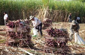 Cae el precio del azúcar afectando al sector cañero de Veracruz