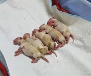 Mueren 3 perritos de “Cereza”