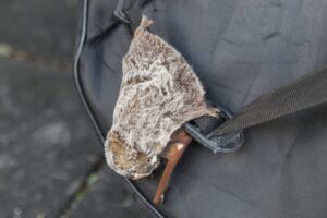Murciélago aterrizó sobre un estuche de guitarra en el Parque Juárez