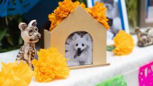 Regresan las mascotas por sus ofrendas: una visita de cuatro patitas en Día de Muertos