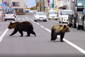 Japón aprueba la caza de osos tras ola de ataques