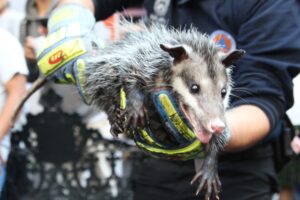 Tlacuache capturado en Xalapa