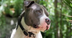 Pitbull captura a ladrón que agredió a su dueña de 2 años en Veracruz