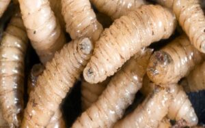 Productores de Chiapas lanzan trampas artesanales para frenar al gusano barrenador