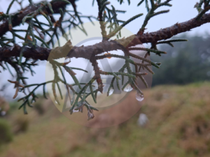 Amanecen bajo cero: Heladas pintan de blanco la zona montañosa de Veracruz