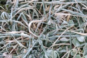  Temperaturas históricamente bajas en Veracruz 