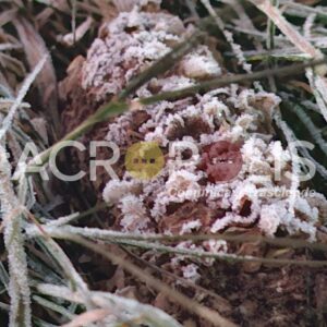 Región montañosa de Veracruz acumula seis días consecutivos de heladas