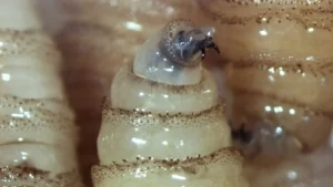 Detectan brote de gusano barrenador en zona centro de Veracruz