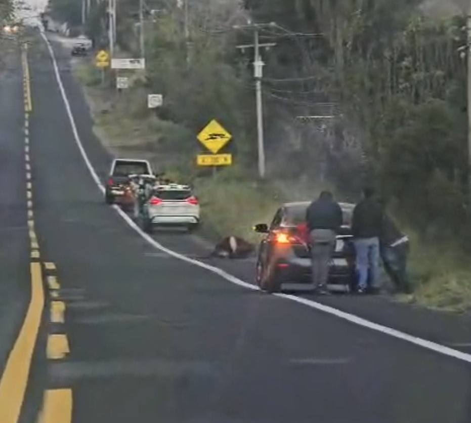 Accidente vehicular con semoviente en Cerro Gordo, Veracruz
