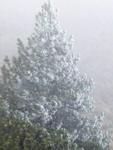 El frío persiste en Veracruz; suman cinco días de heladas en la región del Cofre de Perote 