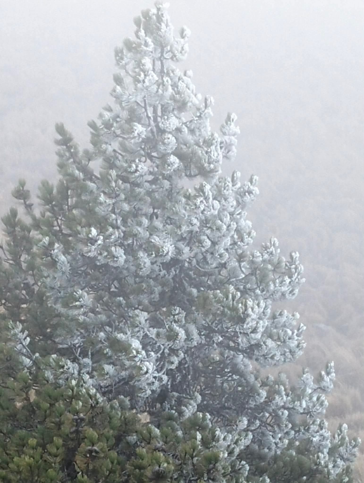 📸 Imagen: Eladio Coatepecano | Cencellada registrada en el Cofre de Perote