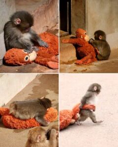 “Abrazado a su peluche”: Punch, el mono que derritió al mundo entero 