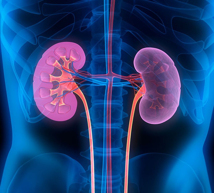 Día Mundial del Riñón: ¿los cuidas?